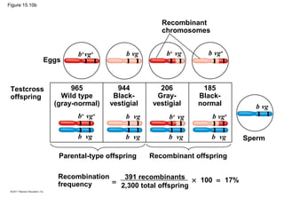 Figure 15.10b
Testcross
offspring
965
Wild type
(gray-normal)
944
Black-
vestigial
206
Gray-
vestigial
185
Black-
normal
Sperm
Parental-type offspring Recombinant offspring
Recombination
frequency
391 recombinants
2,300 total offspring
× 100 = 17%=
b+
vg+
b vg+
b+
vgb vg
b vg b vg b vg b vg
b vg
Eggs
Recombinant
chromosomes
b+
vg+ b vg b+
vg b vg+
 