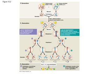 Figure 15.2
P Generation
F1 Generation
Yellow-round
seeds (YYRR)
Green-wrinkled
seeds (yyrr)
×
Meiosis
Fertilization
Gametes
Y
Y
R R
YR
y
y
r
y r
All F1 plants produce
yellow-round seeds (YyRr).
Meiosis
Metaphase I
Anaphase I
Metaphase II
R R
R R
R R
R R
R R R R
r r
r r
r r
r r
r r r r
Y Y
Y Y
Y Y
Y Y
Y Y Y Y
y y
y y
y y
y y
y
y y y
Gametes
LAW OF SEGREGATION
The two alleles for each
gene separate during
gamete formation.
LAW OF INDEPENDENT
ASSORTMENT Alleles of genes
on nonhomologous chromosomes
assort independently during
gamete formation.
1
2 2
1
1
/4
1
/4
1
/4
1
/4YR yr Yr yR
F2 Generation
3 3Fertilization recombines
the R and r alleles at
random.
Fertilization results in the
9:3:3:1 phenotypic ratio
in the F2 generation.
An F1 × F1 cross-fertilization
9 : 3 : 3 : 1
r
 