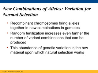 New Combinations of Alleles: Variation for
Normal Selection
• Recombinant chromosomes bring alleles
together in new combinations in gametes
• Random fertilization increases even further the
number of variant combinations that can be
produced
• This abundance of genetic variation is the raw
material upon which natural selection works
© 2011 Pearson Education, Inc.
 