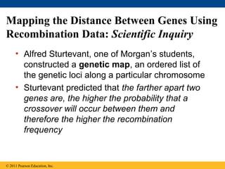 Mapping the Distance Between Genes Using
Recombination Data: Scientific Inquiry
• Alfred Sturtevant, one of Morgan’s students,
constructed a genetic map, an ordered list of
the genetic loci along a particular chromosome
• Sturtevant predicted that the farther apart two
genes are, the higher the probability that a
crossover will occur between them and
therefore the higher the recombination
frequency
© 2011 Pearson Education, Inc.
 