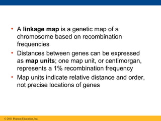 • A linkage map is a genetic map of a
chromosome based on recombination
frequencies
• Distances between genes can be expressed
as map units; one map unit, or centimorgan,
represents a 1% recombination frequency
• Map units indicate relative distance and order,
not precise locations of genes
© 2011 Pearson Education, Inc.
 
