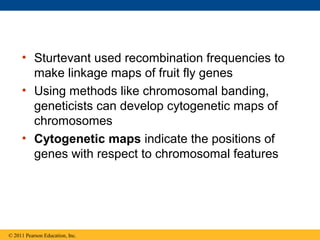 • Sturtevant used recombination frequencies to
make linkage maps of fruit fly genes
• Using methods like chromosomal banding,
geneticists can develop cytogenetic maps of
chromosomes
• Cytogenetic maps indicate the positions of
genes with respect to chromosomal features
© 2011 Pearson Education, Inc.
 