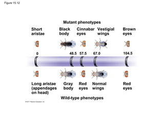 Figure 15.12
Mutant phenotypes
Short
aristae
Black
body
Cinnabar
eyes
Vestigial
wings
Brown
eyes
Long aristae
(appendages
on head)
Gray
body
Red
eyes
Normal
wings
Red
eyes
Wild-type phenotypes
104.567.057.548.50
 