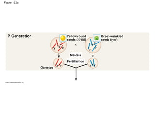 Figure 15.2a
P Generation Yellow-round
seeds (YYRR)
Green-wrinkled
seeds (yyrr)
×
Meiosis
Fertilization
Gametes
Y
Y
R R
YR
y
y
r
y r
r
 