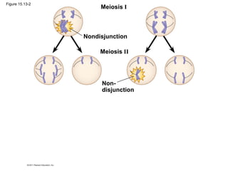Meiosis I
Meiosis II
Nondisjunction
Non-
disjunction
Figure 15.13-2
 