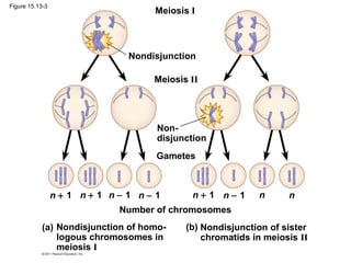 Meiosis I
Meiosis II
Nondisjunction
Non-
disjunction
Gametes
Number of chromosomes
Nondisjunction of homo-
logous chromosomes in
meiosis I
(a) Nondisjunction of sister
chromatids in meiosis II
(b)
n + 1 n − 1n + 1 n − 1 n − 1n + 1 n n
Figure 15.13-3
 