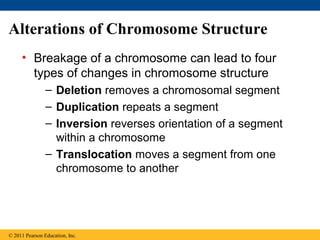 Alterations of Chromosome Structure
• Breakage of a chromosome can lead to four
types of changes in chromosome structure
– Deletion removes a chromosomal segment
– Duplication repeats a segment
– Inversion reverses orientation of a segment
within a chromosome
– Translocation moves a segment from one
chromosome to another
© 2011 Pearson Education, Inc.
 