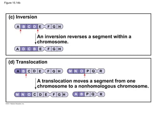 Figure 15.14b
(c) Inversion
(d) Translocation
An inversion reverses a segment within a
chromosome.
A translocation moves a segment from one
chromosome to a nonhomologous chromosome.
A B C D E F G H
A D C B E F G H
A B C D E F G H M N O P Q R
GM N O C HFED A B P Q R
 