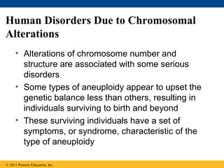Human Disorders Due to Chromosomal
Alterations
• Alterations of chromosome number and
structure are associated with some serious
disorders
• Some types of aneuploidy appear to upset the
genetic balance less than others, resulting in
individuals surviving to birth and beyond
• These surviving individuals have a set of
symptoms, or syndrome, characteristic of the
type of aneuploidy
© 2011 Pearson Education, Inc.
 