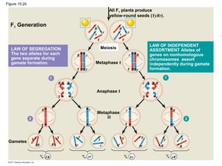 Figure 15.2b
F1 Generation
All F1 plants produce
yellow-round seeds (YyRr).
Meiosis
Metaphase I
Anaphase I
Metaphase
II
R R
R R
R R
R R
R R R R
r r
r r
r r
r r
r r r r
Y Y
Y Y
Y Y
Y Y
Y Y Y Y
y y
y y
y y
y y
y
y y y
Gametes
LAW OF SEGREGATION
The two alleles for each
gene separate during
gamete formation.
LAW OF INDEPENDENT
ASSORTMENT Alleles of
genes on nonhomologous
chromosomes assort
independently during gamete
formation.
1
2 2
1
1
/4
1
/4
1
/4
1
/4YR yr Yr yR
 