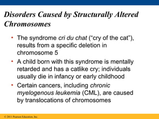 Disorders Caused by Structurally Altered
Chromosomes
• The syndrome cri du chat (“cry of the cat”),
results from a specific deletion in
chromosome 5
• A child born with this syndrome is mentally
retarded and has a catlike cry; individuals
usually die in infancy or early childhood
• Certain cancers, including chronic
myelogenous leukemia (CML), are caused
by translocations of chromosomes
© 2011 Pearson Education, Inc.
 