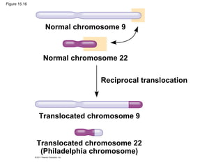Figure 15.16
Normal chromosome 9
Normal chromosome 22
Reciprocal translocation
Translocated chromosome 9
Translocated chromosome 22
(Philadelphia chromosome)
 