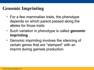 Genomic Imprinting
• For a few mammalian traits, the phenotype
depends on which parent passed along the
alleles for those traits
• Such variation in phenotype is called genomic
imprinting
• Genomic imprinting involves the silencing of
certain genes that are “stamped” with an
imprint during gamete production
© 2011 Pearson Education, Inc.
 
