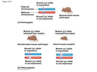 Figure 15.17
(a) Homozygote
Paternal
chromosome
Maternal
chromosome
Normal Igf2 allele
is expressed.
Normal Igf2 allele
is not expressed.
Normal-sized mouse
(wild type)
Mutant Igf2 allele
inherited from mother
Mutant Igf2 allele
inherited from father
Normal-sized mouse (wild type) Dwarf mouse (mutant)
Normal Igf2 allele
is expressed.
Mutant Igf2 allele
is expressed.
Mutant Igf2 allele
is not expressed.
Normal Igf2 allele
is not expressed.
(b) Heterozygotes
 