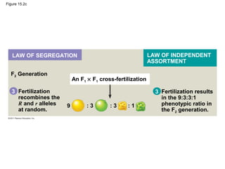 Figure 15.2c
F2 Generation
3Fertilization
recombines the
R and r alleles
at random.
Fertilization results
in the 9:3:3:1
phenotypic ratio in
the F2 generation.
An F1 × F1 cross-fertilization
9 : 3 : 3 : 1
LAW OF SEGREGATION LAW OF INDEPENDENT
ASSORTMENT
3
 