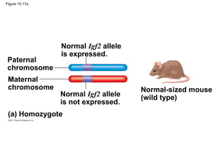 Figure 15.17a
(a) Homozygote
Paternal
chromosome
Maternal
chromosome
Normal Igf2 allele
is expressed.
Normal Igf2 allele
is not expressed.
Normal-sized mouse
(wild type)
 