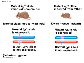 Figure 15.17b
Mutant Igf2 allele
inherited from mother
Mutant Igf2 allele
inherited from father
Normal-sized mouse (wild type) Dwarf mouse (mutant)
Normal Igf2 allele
is expressed.
Mutant Igf2 allele
is expressed.
Mutant Igf2 allele
is not expressed.
Normal Igf2 allele
is not expressed.
(b) Heterozygotes
 