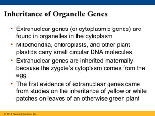 Inheritance of Organelle Genes
• Extranuclear genes (or cytoplasmic genes) are
found in organelles in the cytoplasm
• Mitochondria, chloroplasts, and other plant
plastids carry small circular DNA molecules
• Extranuclear genes are inherited maternally
because the zygote’s cytoplasm comes from the
egg
• The first evidence of extranuclear genes came
from studies on the inheritance of yellow or white
patches on leaves of an otherwise green plant
© 2011 Pearson Education, Inc.
 