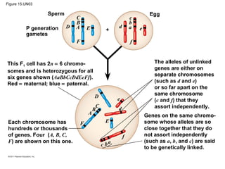 Figure 15.UN03
P generation
gametes
Sperm Egg
This F1 cell has 2n = 6 chromo-
somes and is heterozygous for all
six genes shown (AaBbCcDdEeFf).
Red = maternal; blue = paternal.
Each chromosome has
hundreds or thousands
of genes. Four (A, B, C,
F) are shown on this one.
The alleles of unlinked
genes are either on
separate chromosomes
(such as d and e)
or so far apart on the
same chromosome
(c and f) that they
assort independently.
Genes on the same chromo-
some whose alleles are so
close together that they do
not assort independently
(such as a, b, and c) are said
to be genetically linked.
D
C
B
A
F
E d
c
b
a
f
e
D
C
B
A
F
e
d
E
f
c ba
 
