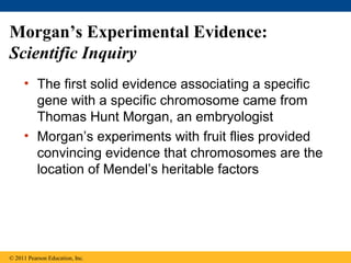Morgan’s Experimental Evidence:
Scientific Inquiry
• The first solid evidence associating a specific
gene with a specific chromosome came from
Thomas Hunt Morgan, an embryologist
• Morgan’s experiments with fruit flies provided
convincing evidence that chromosomes are the
location of Mendel’s heritable factors
© 2011 Pearson Education, Inc.
 