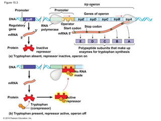 © 2014 Pearson Education, Inc.
Figure 15.3
Promoter Promoter
trp operon
Genes of operon
DNA
Regulatory
gene
mRNA
Protein
RNA
polymerase
Inactive
repressor
Operator
Start codon
Stop codon
mRNA 5′
trpE trpD trpC trpB trpA
E D C B A
(a) Tryptophan absent, repressor inactive, operon on
DNA
mRNA
Protein Active
repressor
No RNA
made
Tryptophan
(corepressor)
(b) Tryptophan present, repressor active, operon off
Polypeptide subunits that make up
enzymes for tryptophan synthesis
5′
3′
trpR
 