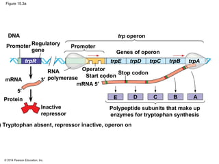 © 2014 Pearson Education, Inc.
Figure 15.3a
) Tryptophan absent, repressor inactive, operon on
Polypeptide subunits that make up
enzymes for tryptophan synthesis
Protein
Inactive
repressor
mRNA
5′
3′
E D C B A
Promoter
DNA
Regulatory
gene
RNA
polymerase
Promoter
trp operon
Genes of operon
Operator
Start codon
Stop codon
mRNA 5′
trpE trpD trpC trpB trpAtrpR
 