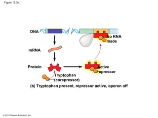 © 2014 Pearson Education, Inc.
Figure 15.3b
DNA
mRNA
Protein Active
repressor
No RNA
made
Tryptophan
(corepressor)
(b) Tryptophan present, repressor active, operon off
 