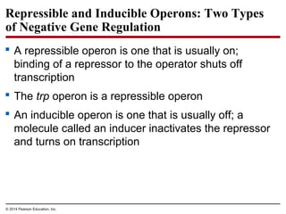 © 2014 Pearson Education, Inc.
Repressible and Inducible Operons: Two Types
of Negative Gene Regulation
 A repressible operon is one that is usually on;
binding of a repressor to the operator shuts off
transcription
 The trp operon is a repressible operon
 An inducible operon is one that is usually off; a
molecule called an inducer inactivates the repressor
and turns on transcription
 