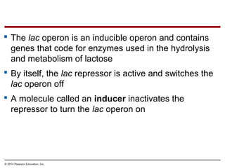 © 2014 Pearson Education, Inc.
 The lac operon is an inducible operon and contains
genes that code for enzymes used in the hydrolysis
and metabolism of lactose
 By itself, the lac repressor is active and switches the
lac operon off
 A molecule called an inducer inactivates the
repressor to turn the lac operon on
 