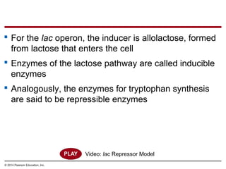 © 2014 Pearson Education, Inc.
 For the lac operon, the inducer is allolactose, formed
from lactose that enters the cell
 Enzymes of the lactose pathway are called inducible
enzymes
 Analogously, the enzymes for tryptophan synthesis
are said to be repressible enzymes
Video: lac Repressor Model
 