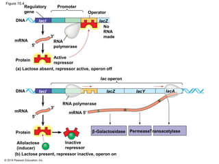 © 2014 Pearson Education, Inc.
Figure 15.4
DNA
mRNA
Promoter
Operator
Regulatory
gene
No
RNA
made
RNA
polymerase
3′
5′
IacZ
Active
repressor
Protein
(a) Lactose absent, repressor active, operon off
IacZ IacY IacAIacIDNA
mRNA
Protein
RNA polymerase
Inactive
repressor
Allolactose
(inducer)
(b) Lactose present, repressor inactive, operon on
mRNA 5′
3′
5′
lac operon
lacI
PermeaseTransacetylaseβ-Galactosidase
 