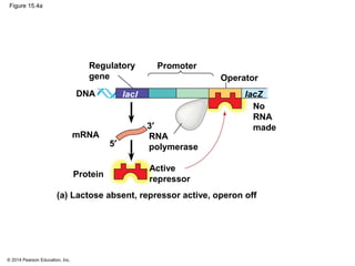 © 2014 Pearson Education, Inc.
Figure 15.4a
DNA
Promoter
Operator
Regulatory
gene
No
RNA
made
IacZlacI
mRNA RNA
polymerase
3′
5′
Active
repressor
Protein
(a) Lactose absent, repressor active, operon off
 