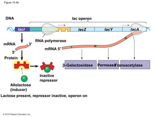 © 2014 Pearson Education, Inc.
Figure 15.4b
IacZ IacY IacAIacI
DNA lac operon
PermeaseTransacetylaseβ-Galactosidase
mRNA
Protein
RNA polymerase
mRNA 5′
3′
5′
Inactive
repressor
Allolactose
(inducer)
Lactose present, repressor inactive, operon on
 