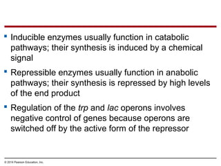 © 2014 Pearson Education, Inc.
 Inducible enzymes usually function in catabolic
pathways; their synthesis is induced by a chemical
signal
 Repressible enzymes usually function in anabolic
pathways; their synthesis is repressed by high levels
of the end product
 Regulation of the trp and lac operons involves
negative control of genes because operons are
switched off by the active form of the repressor
 