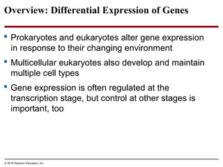 © 2014 Pearson Education, Inc.
Overview: Differential Expression of Genes
 Prokaryotes and eukaryotes alter gene expression
in response to their changing environment
 Multicellular eukaryotes also develop and maintain
multiple cell types
 Gene expression is often regulated at the
transcription stage, but control at other stages is
important, too
 