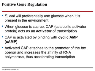 © 2014 Pearson Education, Inc.
Positive Gene Regulation
 E. coli will preferentially use glucose when it is
present in the environment
 When glucose is scarce, CAP (catabolite activator
protein) acts as an activator of transcription
 CAP is activated by binding with cyclic AMP
(cAMP)
 Activated CAP attaches to the promoter of the lac
operon and increases the affinity of RNA
polymerase, thus accelerating transcription
 