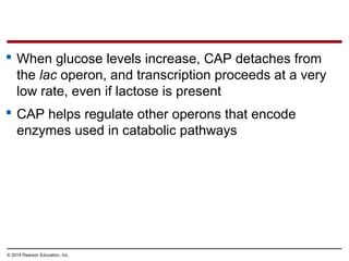 © 2014 Pearson Education, Inc.
 When glucose levels increase, CAP detaches from
the lac operon, and transcription proceeds at a very
low rate, even if lactose is present
 CAP helps regulate other operons that encode
enzymes used in catabolic pathways
 