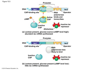 © 2014 Pearson Education, Inc.
Figure 15.5
DNA
Promoter
Operator
IacZlacI
CAP-binding site
cAMP
Inactive
CAP
Active
CAP
RNA
polymerase
binds and
transcribes
Allolactose
Inactive lac
repressor
(a) Lactose present, glucose scarce (cAMP level high):
Promoter
abundant lac mRNA synthesized
DNA
Operator
IacZlacI
CAP-binding site
RNA
polymerase less
likely to bind
(b) Lactose present, glucose present (cAMP level low):
little lac mRNA synthesized
Inactive
CAP
Inactive lac
repressor
 