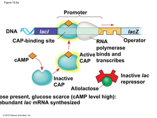 © 2014 Pearson Education, Inc.
Figure 15.5a
DNA
Promoter
IacZlacI
OperatorRNA
polymerase
binds and
transcribes
Active
CAP
Inactive
CAP
Allolactose
Inactive lac
repressor
CAP-binding site
cAMP
ose present, glucose scarce (cAMP level high):
abundant lac mRNA synthesized
 
