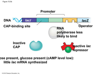 © 2014 Pearson Education, Inc.
Figure 15.5b
Promoter
DNA
Operator
IacZlacI
CAP-binding site
Inactive
CAP Inactive lac
repressor
RNA
polymerase less
likely to bind
little lac mRNA synthesized
ose present, glucose present (cAMP level low):
 