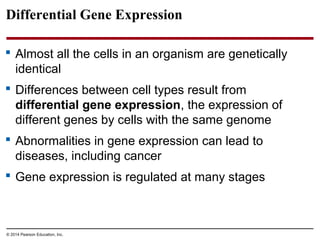 © 2014 Pearson Education, Inc.
Differential Gene Expression
 Almost all the cells in an organism are genetically
identical
 Differences between cell types result from
differential gene expression, the expression of
different genes by cells with the same genome
 Abnormalities in gene expression can lead to
diseases, including cancer
 Gene expression is regulated at many stages
 