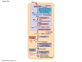 © 2014 Pearson Education, Inc.
Figure 15.6 Signal
NUCLEUS
Chromatin
Chromatin modification:
DNA unpacking involving
histone acetylation and
DNA demethylation
DNA
Gene
RNA Exon
Gene available
for transcription
Transcription
Primary transcript
Intron
RNA processing
Tail
mRNA in nucleus
Transport to cytoplasm
CYTOPLASM
mRNA in cytoplasm
TranslationDegradation
of mRNA
Polypeptide
Cap
Protein processing, such
as cleavage and
chemical modification
Active protein
Transport to cellular
destination
Degradation
of protein
Cellular function
(such as enzymatic
activity, structural support)
 