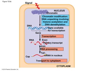 © 2014 Pearson Education, Inc.
Figure 15.6a
Signal
NUCLEUS
Chromatin
Chromatin modification:
DNA unpacking involving
histone acetylation and
DNA demethylation
DNA
Gene
RNA Exon
Gene available
for transcription
Transcription
Primary transcript
Intron
RNA processing
Tail
mRNA in nucleus
Transport to cytoplasm
Cap
CYTOPLASM
 