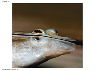 © 2014 Pearson Education, Inc.
Figure 15.1
 