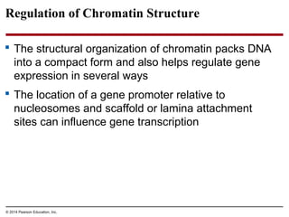 © 2014 Pearson Education, Inc.
Regulation of Chromatin Structure
 The structural organization of chromatin packs DNA
into a compact form and also helps regulate gene
expression in several ways
 The location of a gene promoter relative to
nucleosomes and scaffold or lamina attachment
sites can influence gene transcription
 