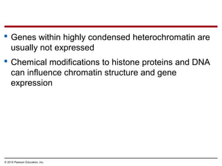 © 2014 Pearson Education, Inc.
 Genes within highly condensed heterochromatin are
usually not expressed
 Chemical modifications to histone proteins and DNA
can influence chromatin structure and gene
expression
 