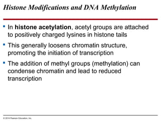 © 2014 Pearson Education, Inc.
Histone Modifications and DNA Methylation
 In histone acetylation, acetyl groups are attached
to positively charged lysines in histone tails
 This generally loosens chromatin structure,
promoting the initiation of transcription
 The addition of methyl groups (methylation) can
condense chromatin and lead to reduced
transcription
 