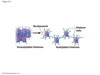 © 2014 Pearson Education, Inc.
Figure 15.7
Nucleosome
Unacetylated histones Acetylated histones
Histone
tails
 
