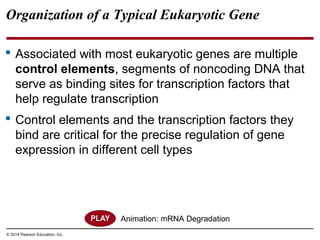 © 2014 Pearson Education, Inc.
Organization of a Typical Eukaryotic Gene
 Associated with most eukaryotic genes are multiple
control elements, segments of noncoding DNA that
serve as binding sites for transcription factors that
help regulate transcription
 Control elements and the transcription factors they
bind are critical for the precise regulation of gene
expression in different cell types
Animation: mRNA Degradation
 