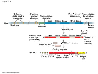 © 2014 Pearson Education, Inc.
Figure 15.8
DNA
Upstream
Enhancer
(distal control
elements)
Proximal
control
elements
Transcription
start site
Exon Intron Exon
Promoter
Intron Exon
Poly-A signal
sequence
Transcription
termination
region
Down-
stream
Transcription
Exon Intron IntronExon Exon
Poly-A
signal
Primary RNA
transcript
(pre-mRNA)
5′ Cleaved 3′
end of
primary
transcript
Intron RNA
mRNA
RNA processing
Coding segment
3′
5′ 5′ 3′Cap UTR
Start
codon
Stop
codon UTR Poly-A
tail
G P P P AAA…
AAA
 